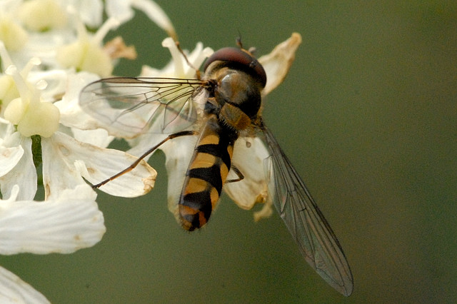 Photo of Spotted thintail