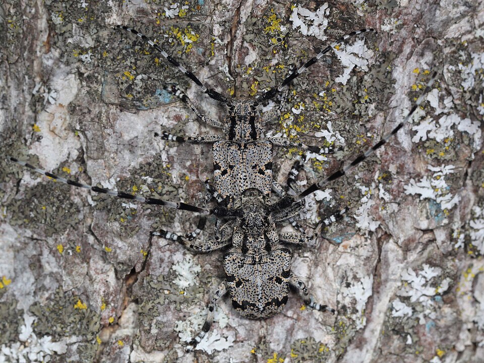 Photo of Spotted tree borer
