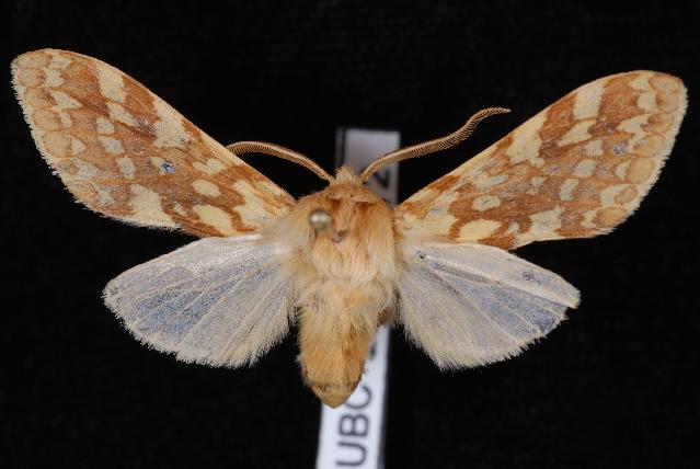 Photo of Spotted tussock moth