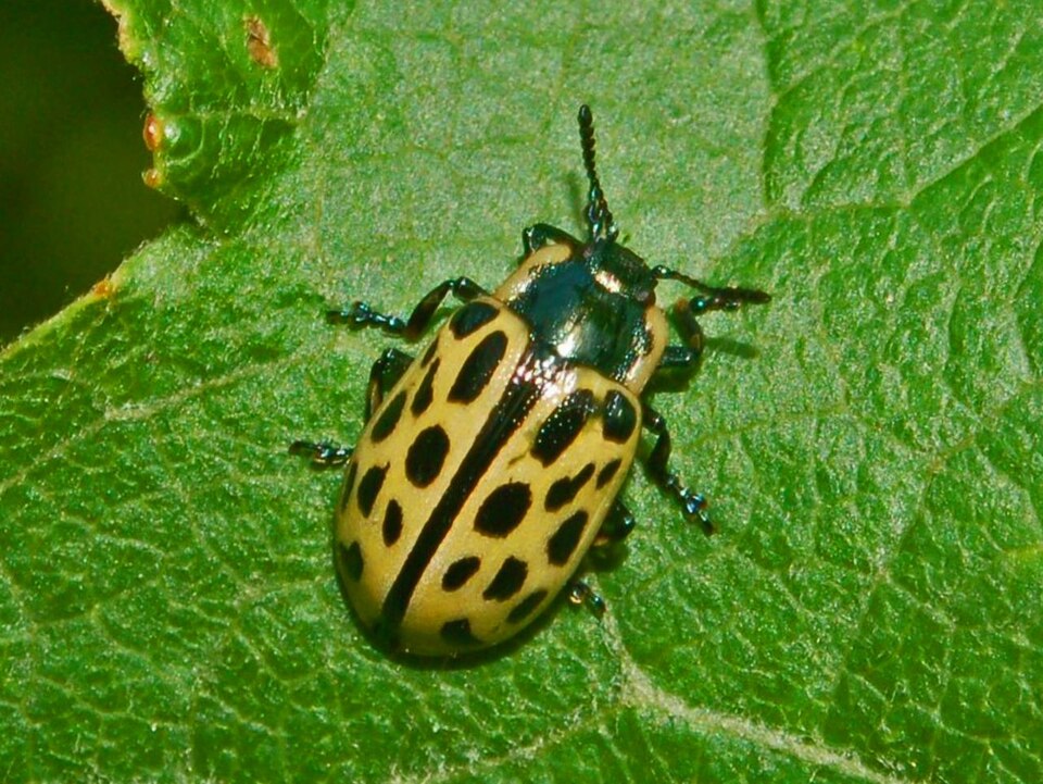 Photo of Spotted willow leaf beetle