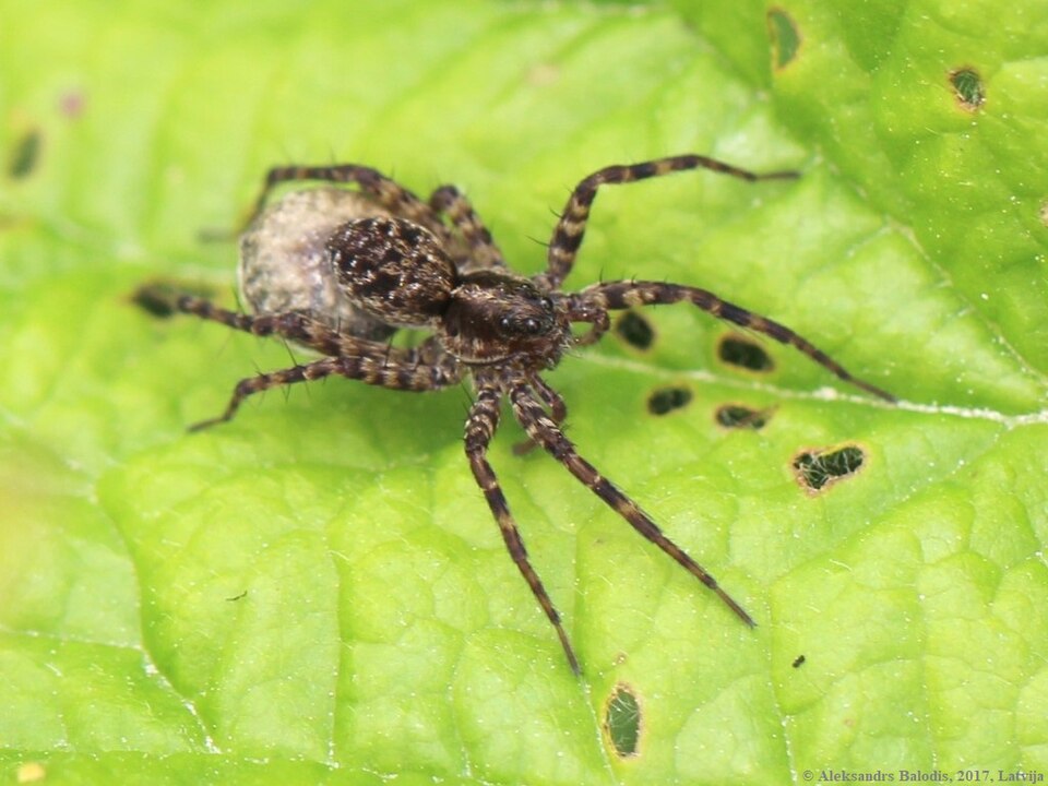 Photo of Spotted wolf spider