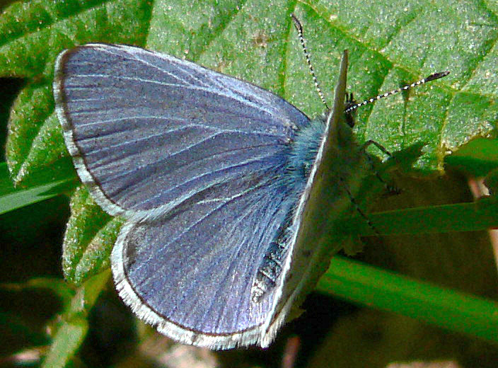 Photo of Spring azure
