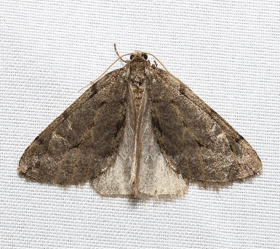 Photo of Spring cankerworm moth