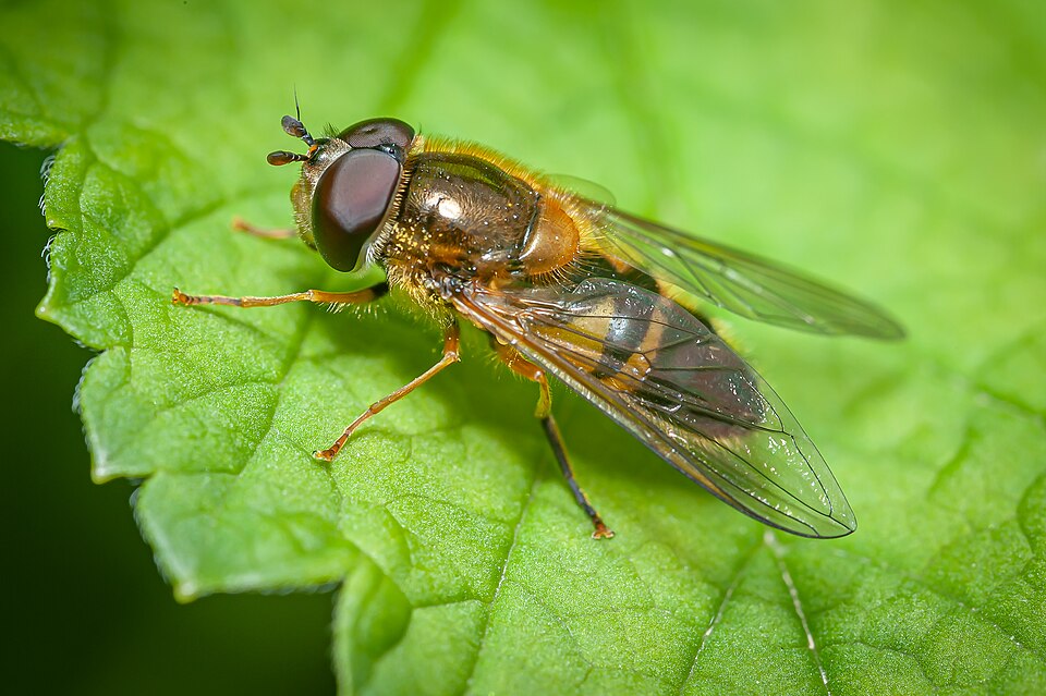 Photo of Spring epistrophe