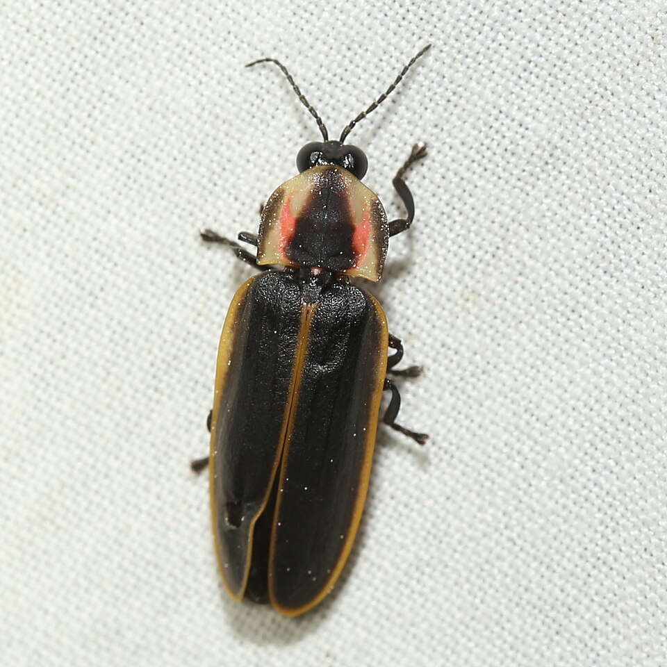 Photo of Spring treetop flasher