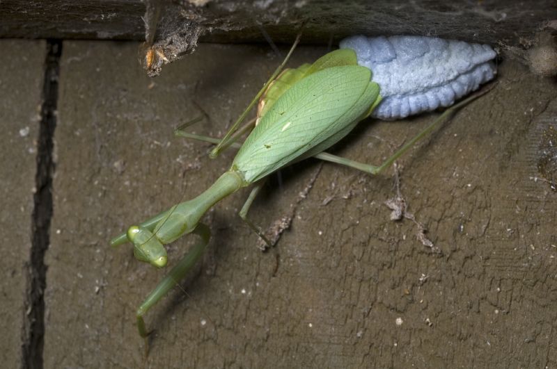 Photo of Springbok mantis