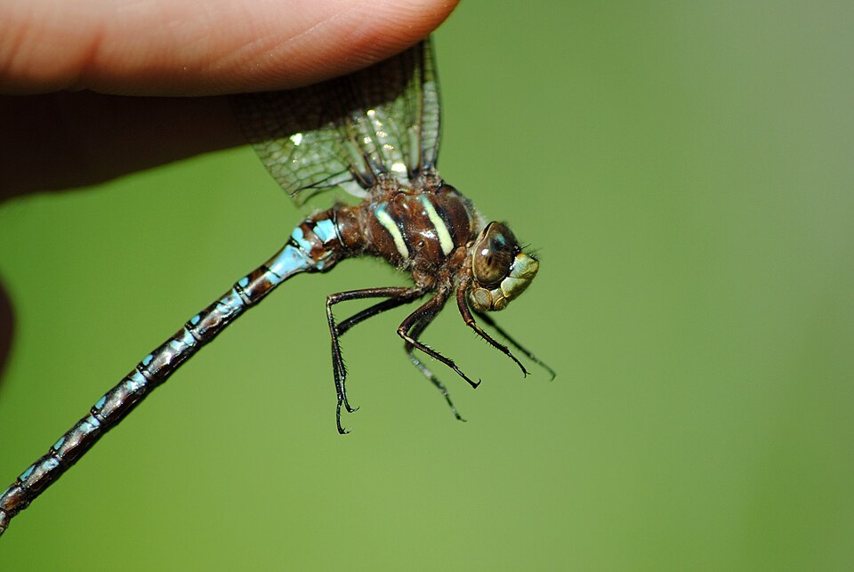 Photo of Springtime darner