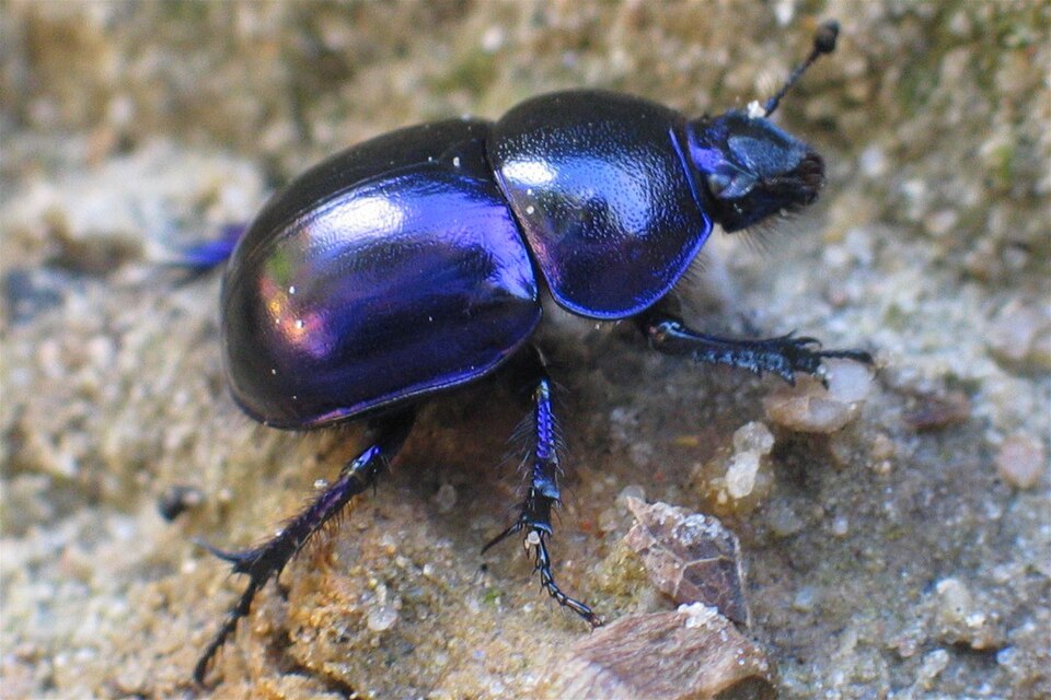 Photo of Springtime dung beetle