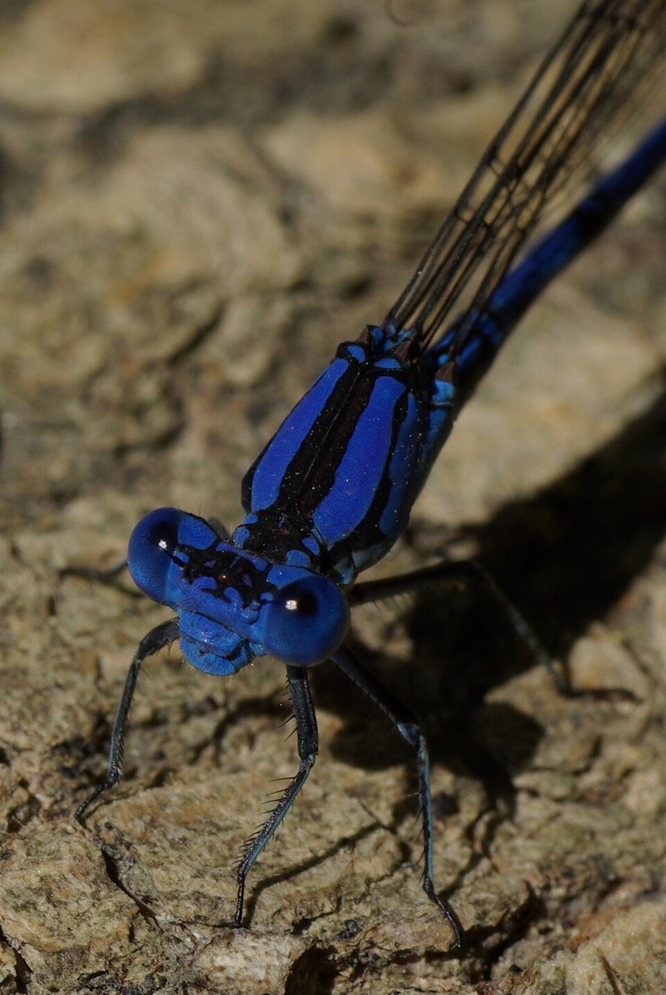 Photo of Springwater dancer