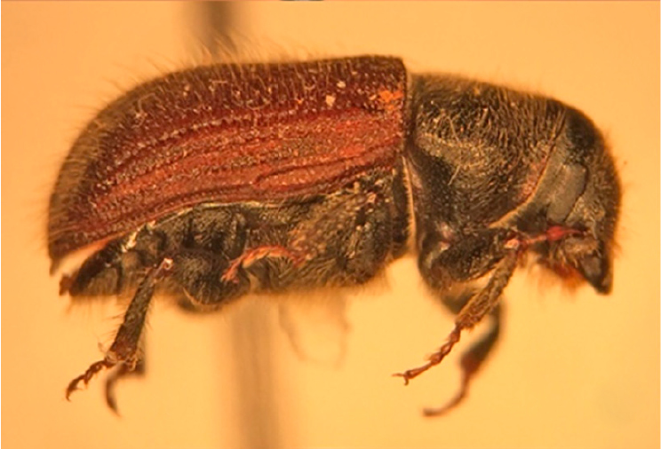 Photo of Spruce beetle