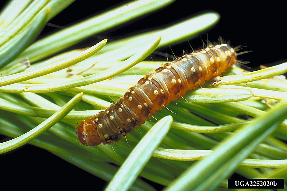 Photo of Spruce budworm