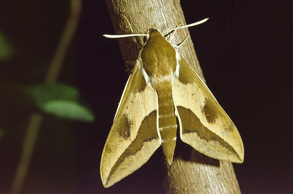 Photo of Piimalillesuru
