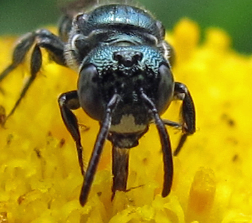 Photo of Spurred ceratina