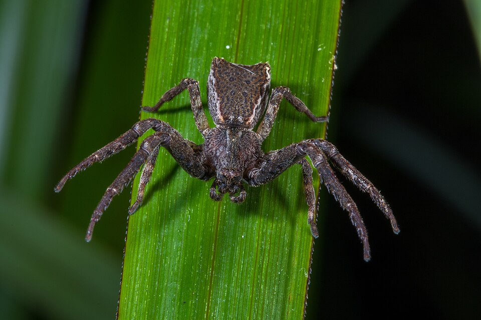 Photo of Square-ended crab spider