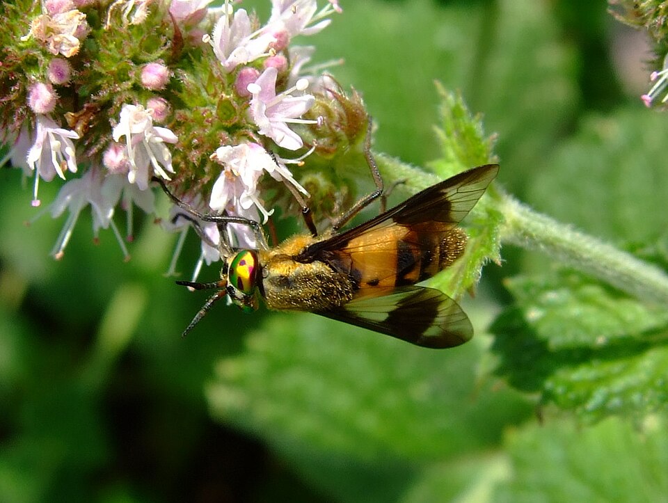 Photo of Square-spot deer fly