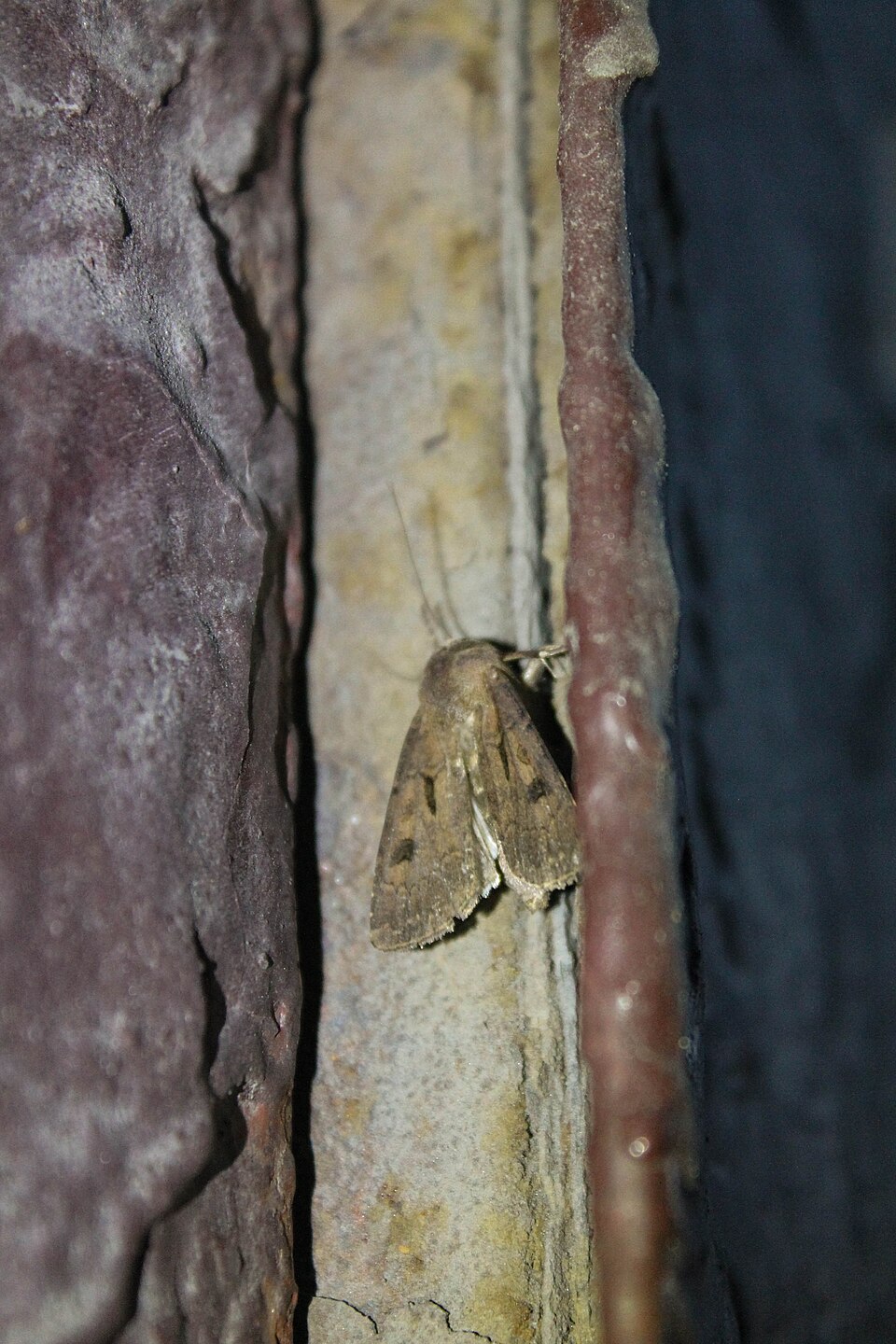 Photo of Square-spot rustic