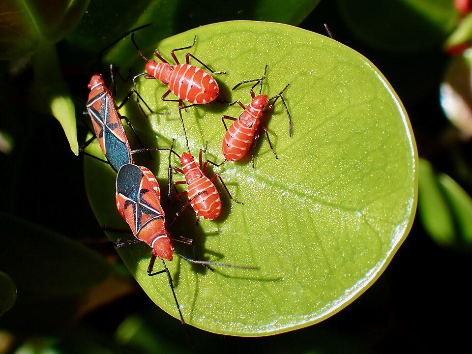 Photo of St. Andrew's cotton stainer