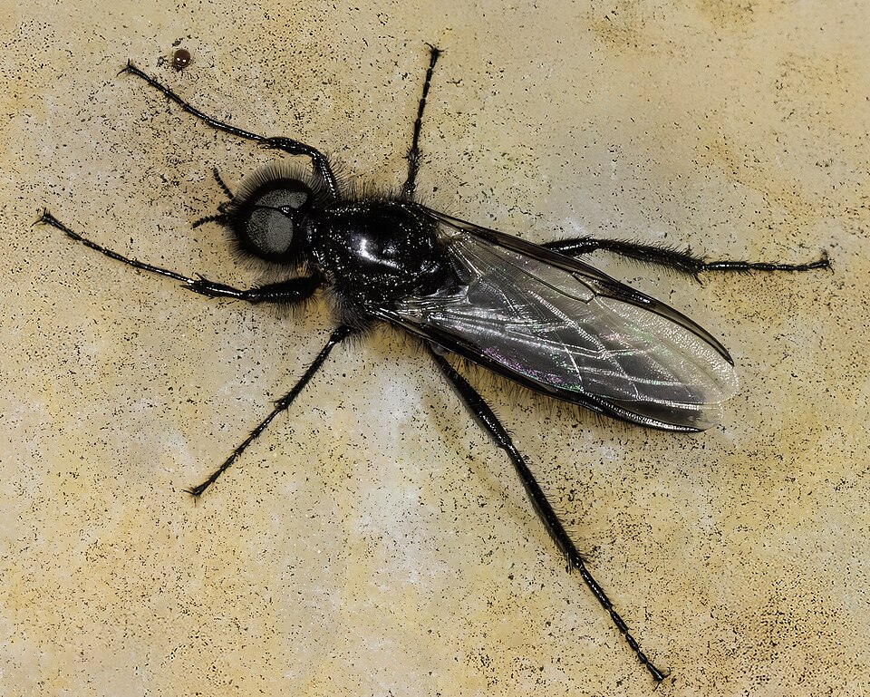 Photo of St Mark's fly