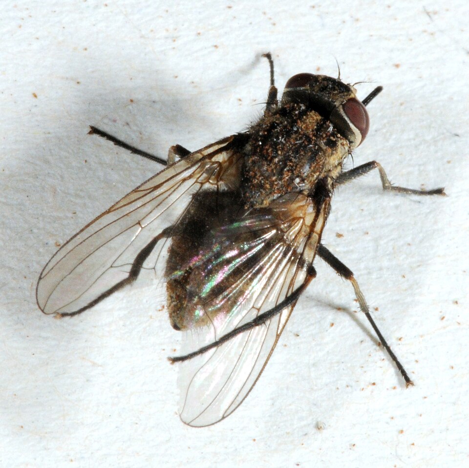 Photo of Harilik pistekärbes