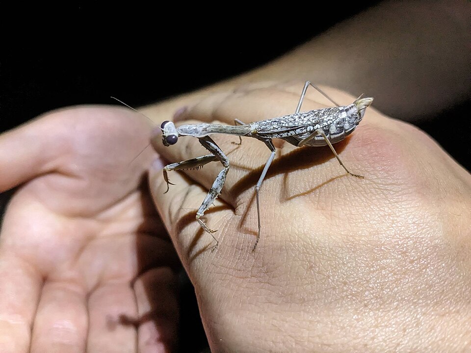 Photo of California mantis