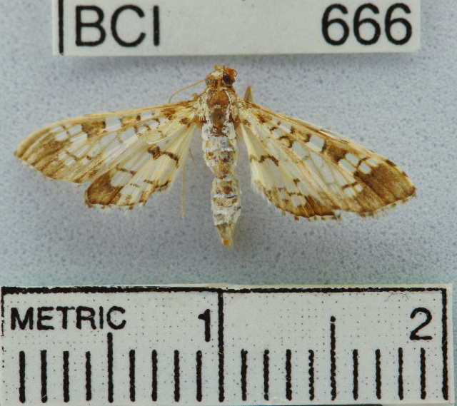 Photo of Stained-glass moth