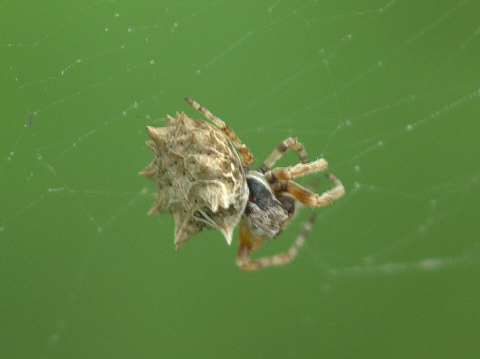 Photo of Starbellied orbweaver