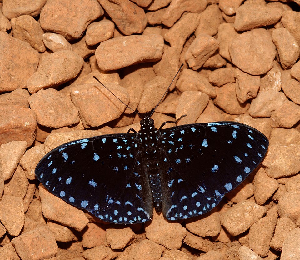 Photo of Starry night cracker
