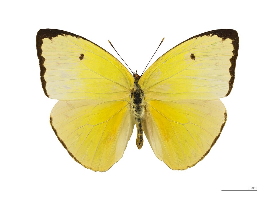 Photo of Statira sulphur