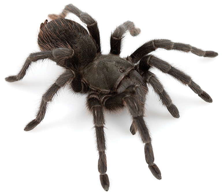 Photo of Steindachner's ebony tarantula