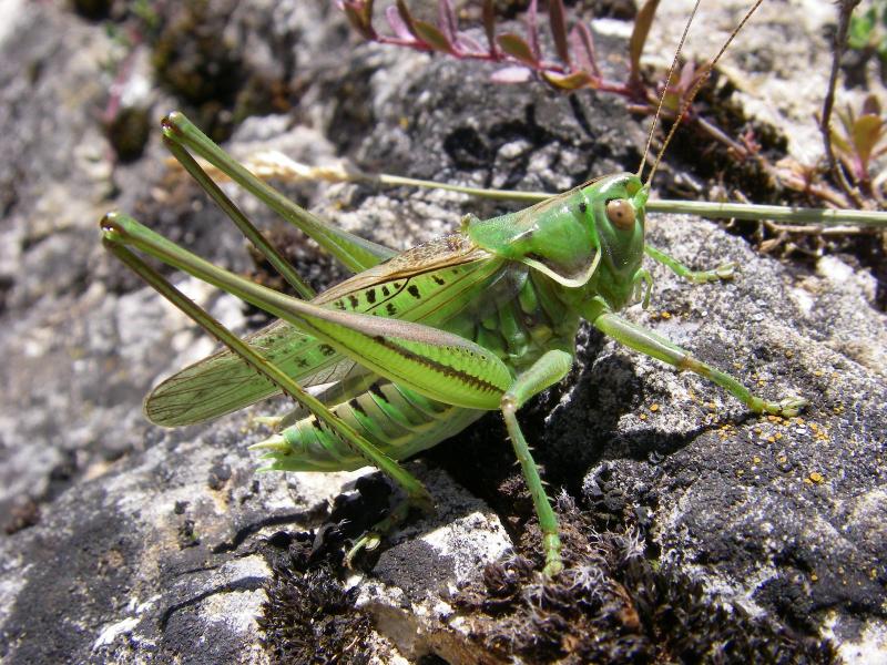 Photo of Steppe spiny bush-cricket