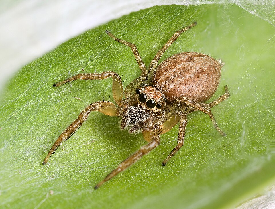 Photo of Stern jumping spider