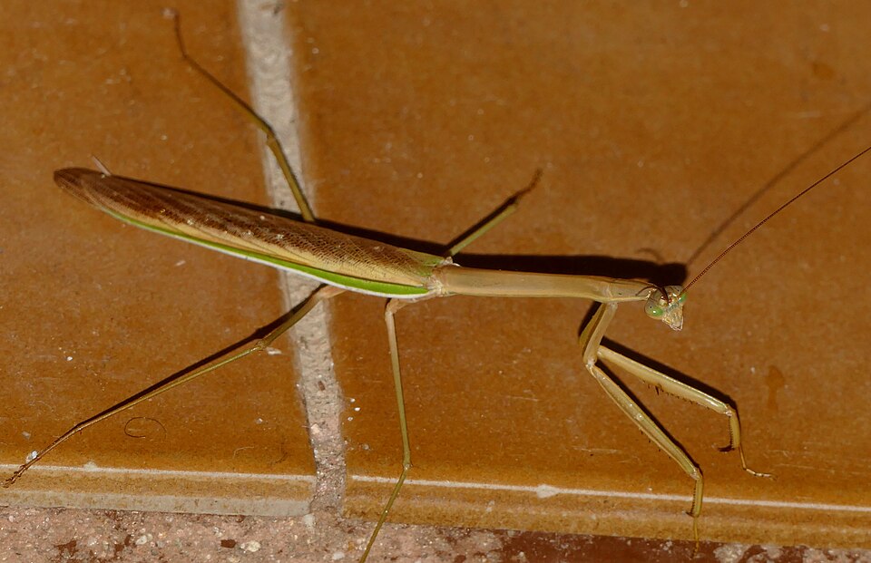 Photo of Stick mantis