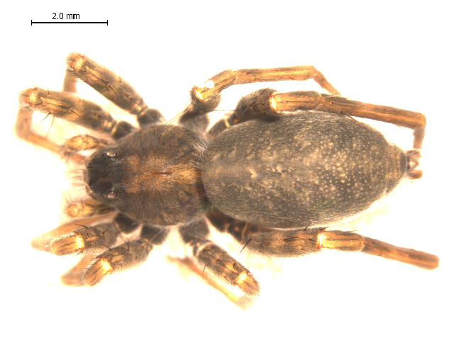 Photo of Stone spider