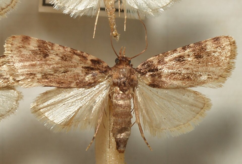 Photo of Stored grain moth