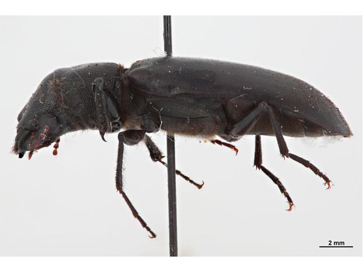 Photo of Stout's hardwood borer