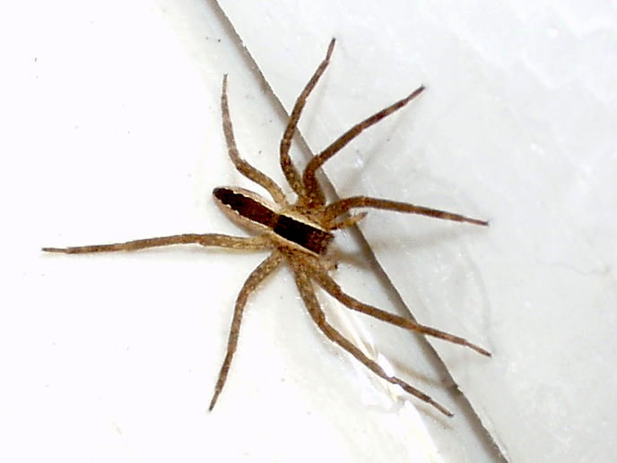Photo of Straight-banded nursery web spider