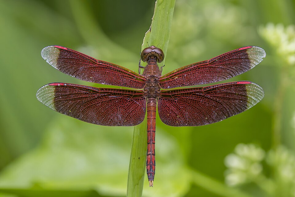 Photo of Straight-edge red parasol
