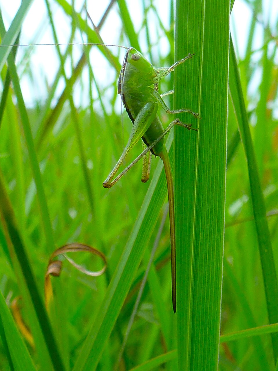 Photo of Straight-lanced meadow katydid