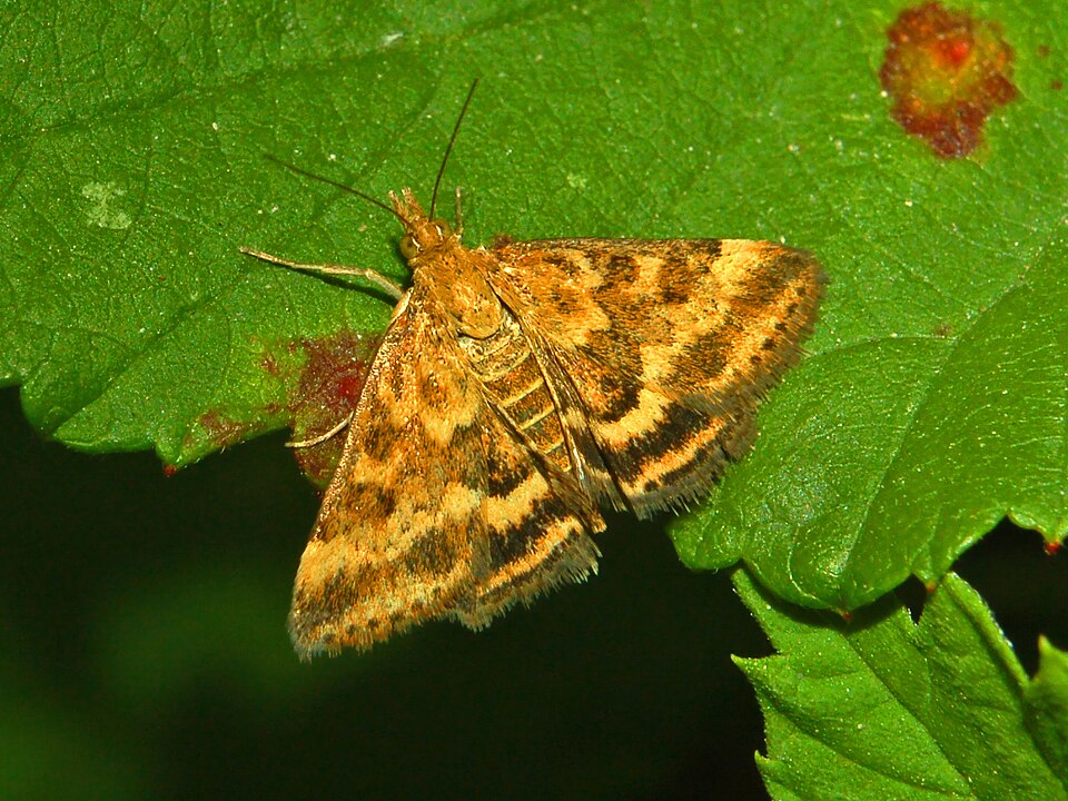Photo of Straw-barred pearl