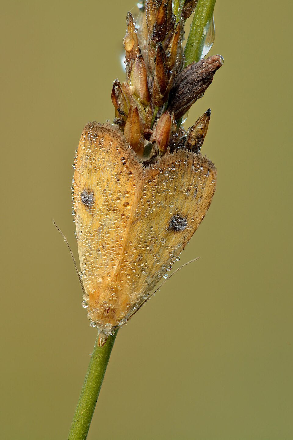 Photo of Straw dot