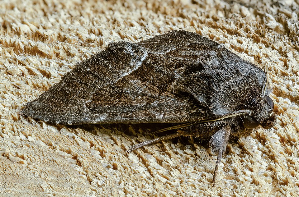 Photo of Straw underwing