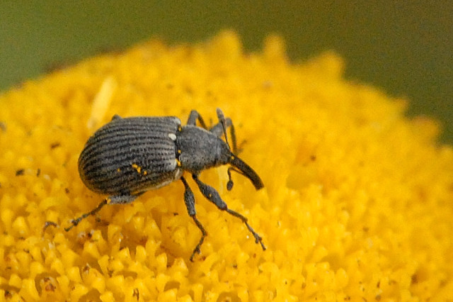 Photo of Strawberry blossom weevil