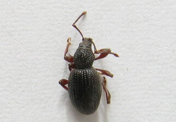 Photo of Strawberry root weevil