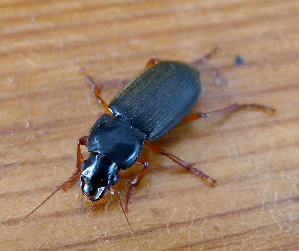 Photo of Strawberry seed beetle
