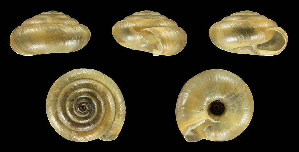 Photo of Strawberry snail