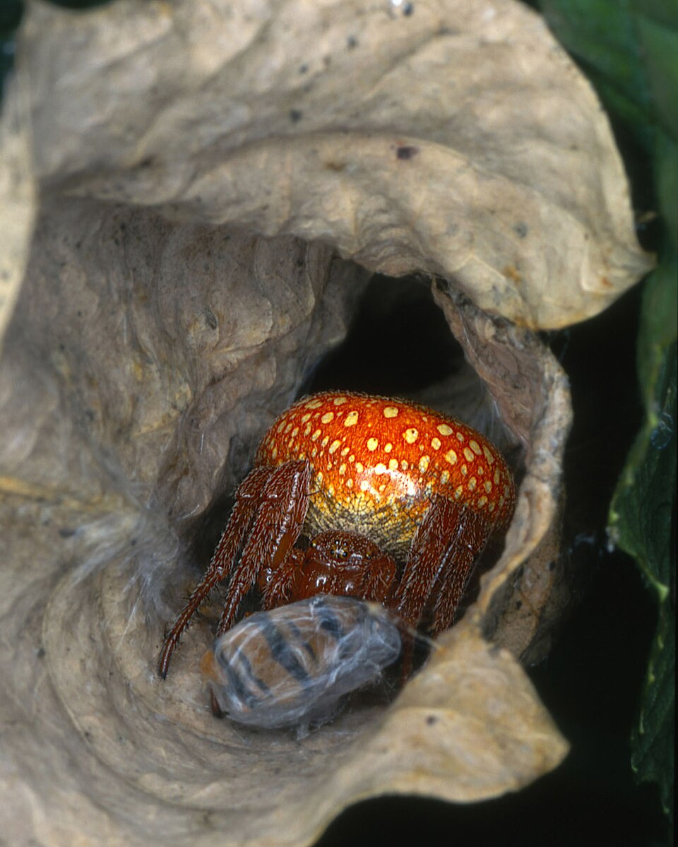 Photo of Strawberry spider