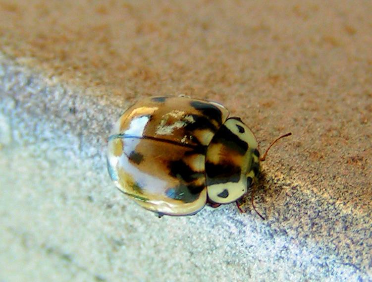Photo of Streaked lady beetle
