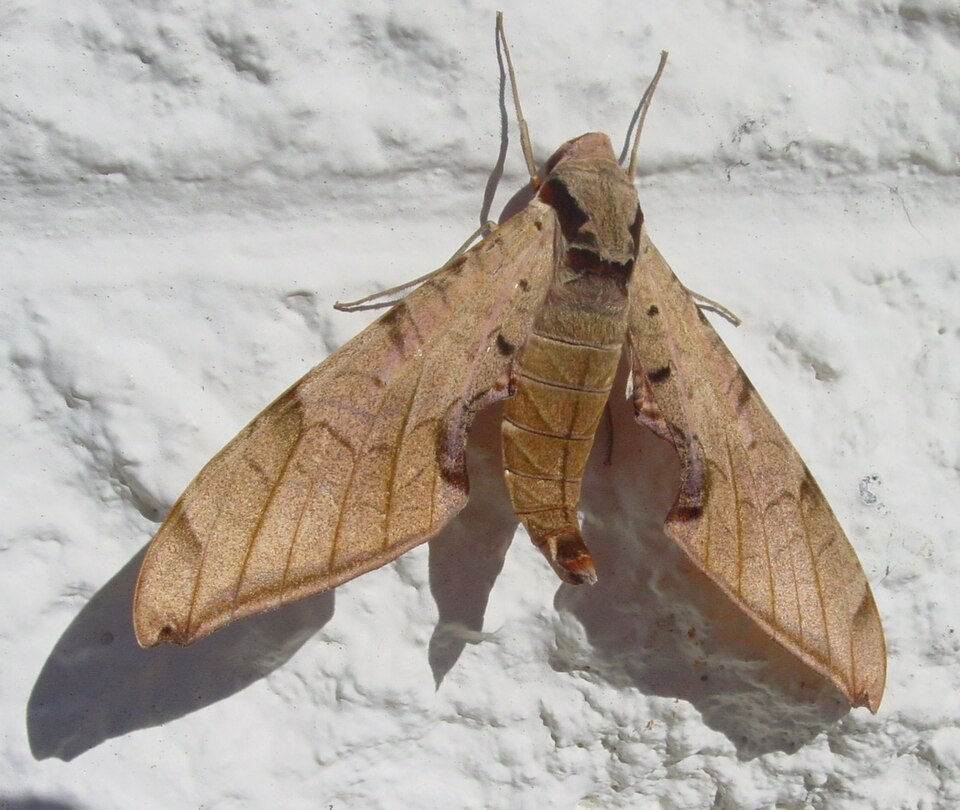 Photo of Streaked sphinx
