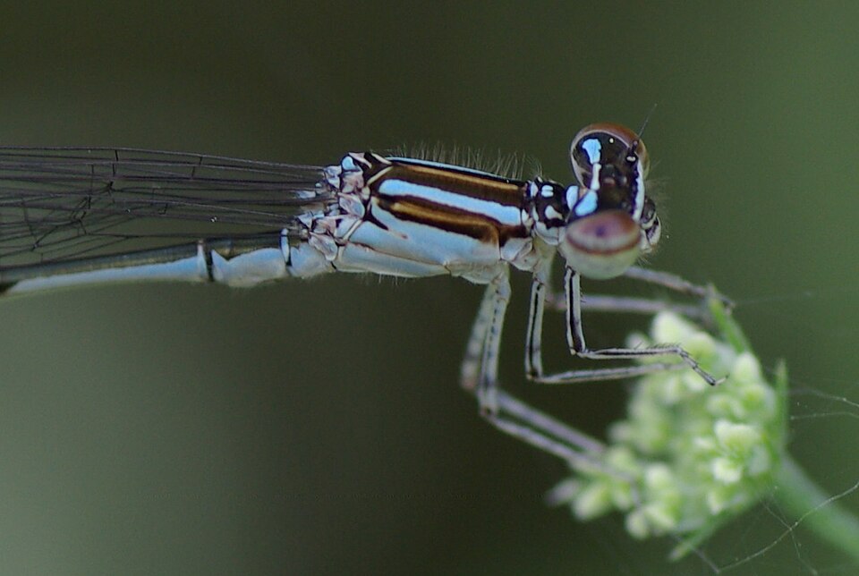 Photo of Stream bluet