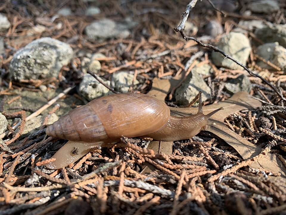 Photo of Striate wolfsnail